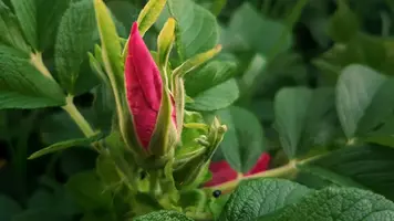 x1pHYTP7FDg.webp