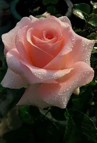 f239dd42be99f8095428e69c431b01e7.webp