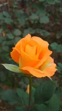 1bbeb289602501c724207968f9161ddd.webp