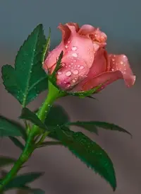 9bde67025ce0ea9ce6504e6c25970b36.webp