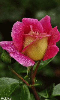 5030632aa56633e9de463aee6157470a.gif