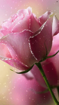 394ba906a6a6e612a27d5dd31310f414.gif
