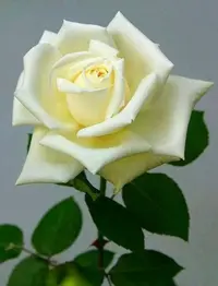 c61b27de862bef8ac8cbe4c14edf646e.webp