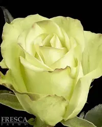 e8417dc16615fb1aaeef70b43a3108a8.webp