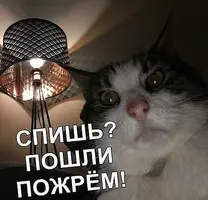 4864E59F-B2A7-4742-9086-1EDFD91C4816.webp