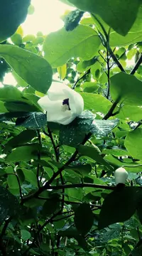 IMG_20190705_094921.webp