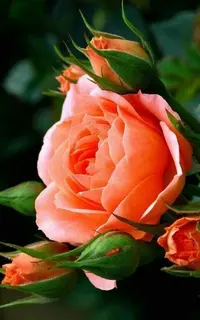 6b721a8a22874793b8e2b42ffa98e947.webp