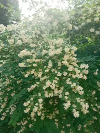 2019-07-05 10-40-26.webp