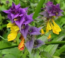 IMG_20190705_162125.webp