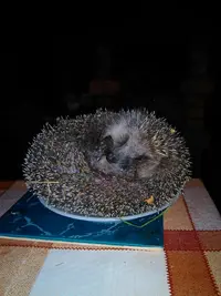 IMG-20150615-WA0007.webp