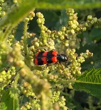 _20160620_053309.webp
