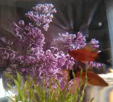 _20160525_200832.webp