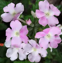IMG_20190710_142232.webp