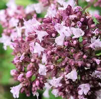 IMG_20190710_142111.webp