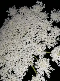 IMG_20190709_210826-2592x3456.webp