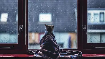 62bb423adc4ca2f.webp