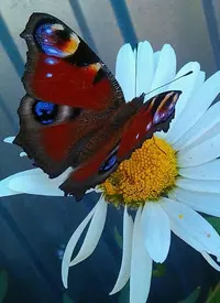 tmp-cam--1329352343.webp