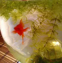IMG-20170727-WA0000.webp