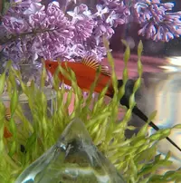 IMG-20170817-WA0026.webp
