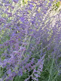 IMG_20190711_174146-2592x3456.webp