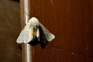 _DSC4140.webp