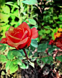 B11DB65B-B05B-4E6F-9855-F121FE1B5EF7.webp