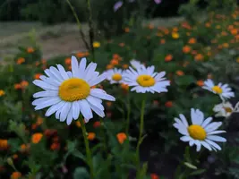 IMG_20190718_212225-1600x1200.webp