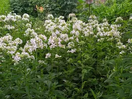 IMG_20190719_194156-800x600.webp