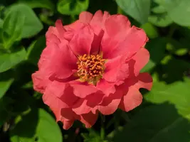 IMG_20190720_132509.webp