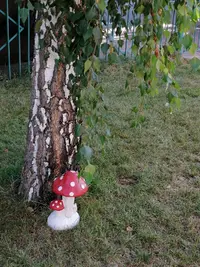 IMG_20190725_082337-2592x3456-1944x2592.webp