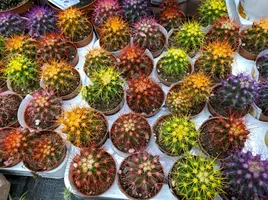 IMG_20190727_161736.webp