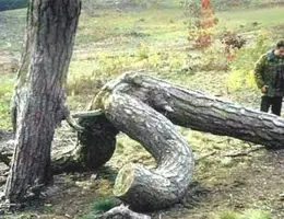 deux-arbres.webp