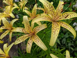 IMG_20190728_171223.webp