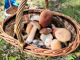 IMG_20190727_145752.webp