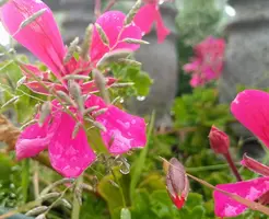 IMG_20190730_175340.webp