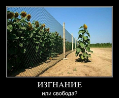 UID5534_1564726580_26.webp