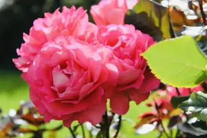 099EFB3B-8659-49C8-8310-FE47DCFE94C3.webp