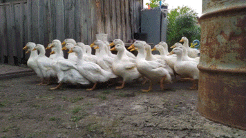IMG_12sxfy.gif