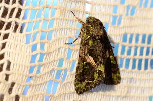 _DSC2355.webp