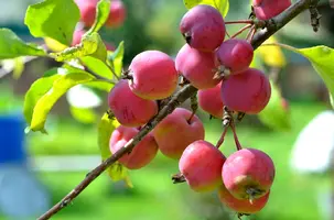 _DSC5215.webp