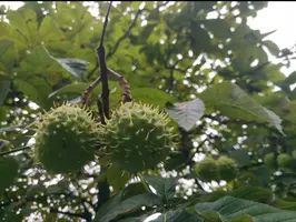 Screenshot_2019-08-15-19-10-35-498_com.miui.gallery.webp