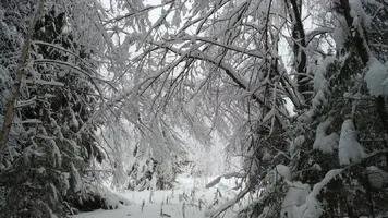 20181231_поход за елкой_00010_Fotor.webp