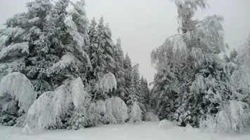 20181231_поход за елкой_00018_Fotor.webp