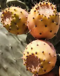 IMG_20190817_174326.webp