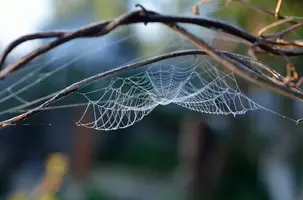 _DSC5601.webp
