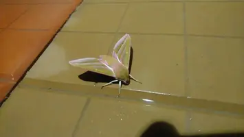DSC_1254.webp
