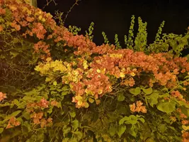IMG_20190818_204855.webp