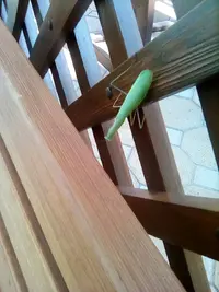 IMG-3c4522302fc4e59ef6d2b2da221360af-V.webp