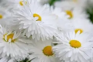x_45c90c6b.webp