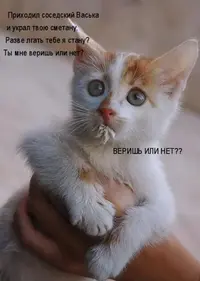 155591_278210.webp